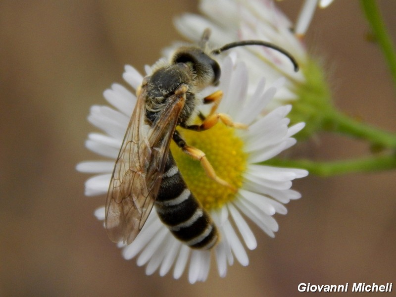 La vita in un fiore (Erigeron annuus)